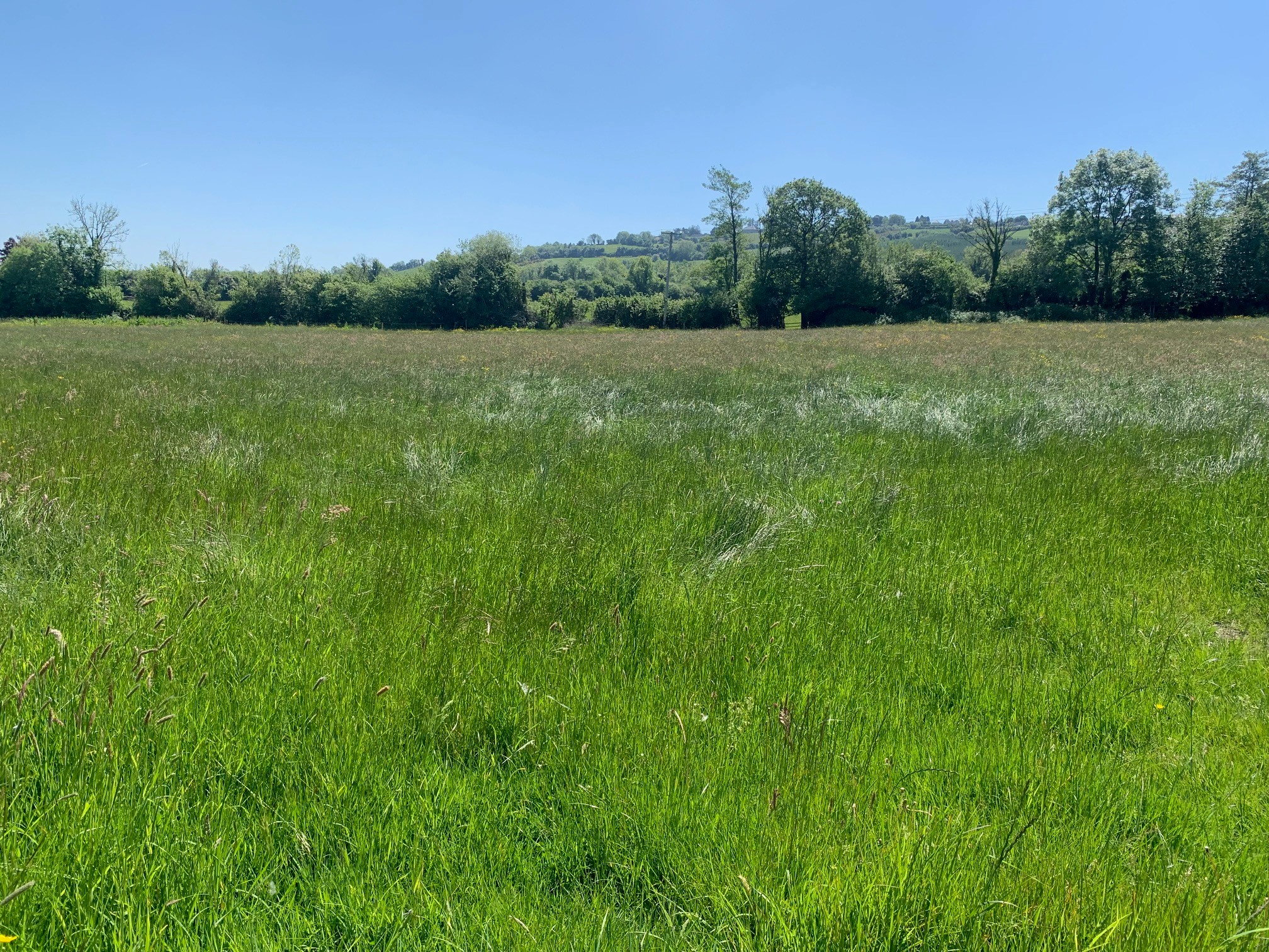 Tolerton, Ballickmoyler, Carlow, Co. Laois